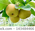 Unripe pear 143484466