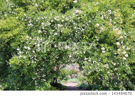 可愛的班克西亞玫瑰花 可愛的班克西亞玫瑰花 143484670