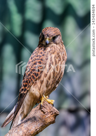 Common kestrel Falco tinnunculus perched on wooden branch looking down in forest of Primorsky Krai Russian Far East outdoor wildlife Common kestrel Falco tinnunculus perched on wooden branch looking down in forest of Primorsky Krai Russian Far East outdoor wildlife 143484694