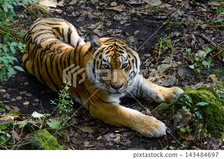 Siberian tiger Panthera tigris altaica lying on ground looking into camera in forest of Primorsky Krai Russian Far East wildlife 143484697