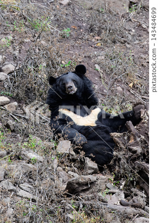 Funny Asian black bear Ursus thibetanus sitting on ground looking into camera with paw up on stump in Primorsky Krai Russian Far East wildlife Funny Asian black bear Ursus thibetanus sitting on ground looking into camera with paw up on stump in Primorsky Krai Russian Far East wildlife 143484699