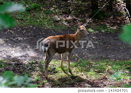 Female sika deer Cervus nippon standing on dirt trail in autumn forest of Primorsky Krai Russian Far East outdoor wildlife Female sika deer Cervus nippon standing on dirt trail in autumn forest of Primorsky Krai Russian Far East outdoor wildlife 143484701