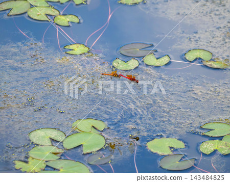池塘裡的蜻蜓一起飛翔 池塘裡的蜻蜓一起飛翔 143484825