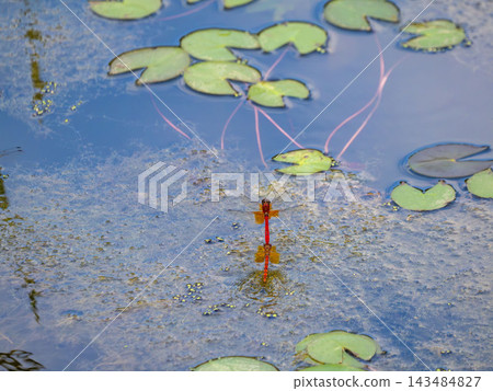 池塘裡的蜻蜓一起飛翔 池塘裡的蜻蜓一起飛翔 143484827