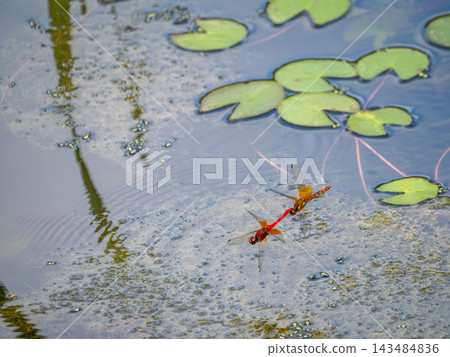 Dragonflies flying together in a pond Dragonflies flying together in a pond 143484836
