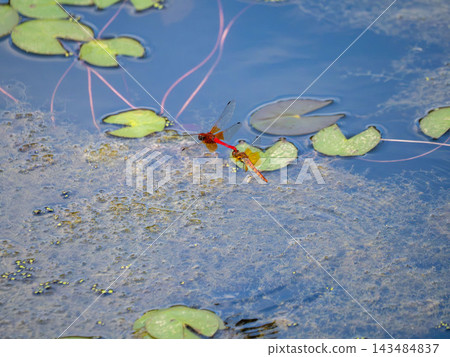 Dragonflies flying together in a pond Dragonflies flying together in a pond 143484837