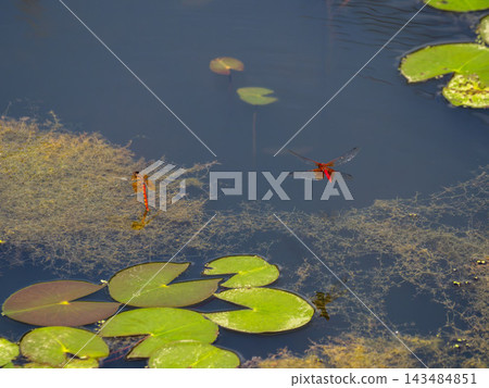 池塘裡的蜻蜓一起飛翔 池塘裡的蜻蜓一起飛翔 143484851