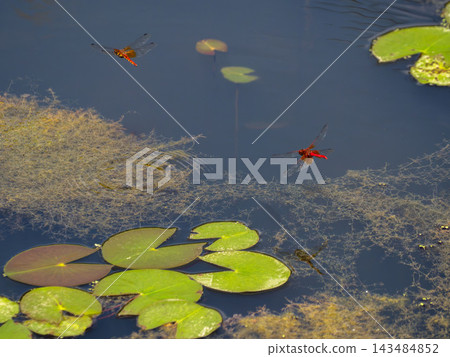池塘裡的蜻蜓一起飛翔 池塘裡的蜻蜓一起飛翔 143484852