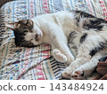 Cat sleeping on the couch 143484924