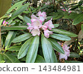 A female bumblebee feeding on rhododendron nectar. 143484981