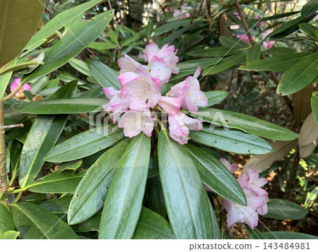 一隻雌性大黃蜂正在吸食杜鵑花的花蜜。 一隻雌性大黃蜂正在吸食杜鵑花的花蜜。 143484981