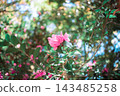 Pink Sasanqua 143485258