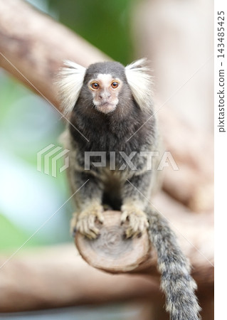 樹上的一隻小猴子 樹上的一隻小猴子 143485425
