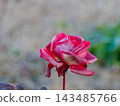 Rose in winter 143485766