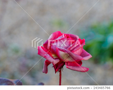 Rose in winter Rose in winter 143485766
