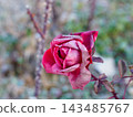 Rose in winter 143485767