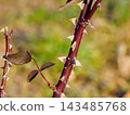 Thorns of winter roses 143485768