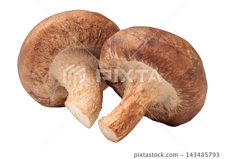 Transparent background image of two shiitake mushrooms Transparent background image of two shiitake mushrooms 143485793