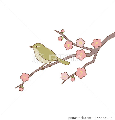 一幅日本林鶯棲息在開滿梅花的樹枝上的插圖。 一幅日本林鶯棲息在開滿梅花的樹枝上的插圖。 143485922