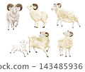 Sheep Illustration Set 03 143485936