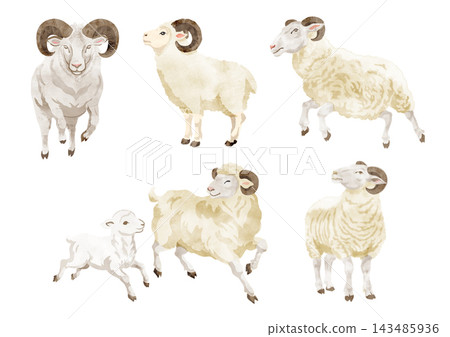 Sheep Illustration Set 03 Sheep Illustration Set 03 143485936