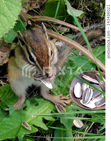 A close-up of a cute chipmunk A close-up of a cute chipmunk 143486021