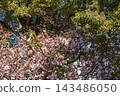 Spring plum blossoms 143486050