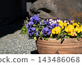 Spring sunshine and potted pansies 143486068