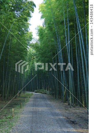 漫步竹林小徑(日本栃木縣栃木市) 漫步竹林小徑(日本栃木縣栃木市) 143486418