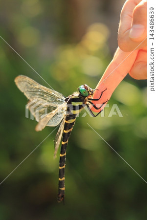 一隻雌性蜻蜓(Anax imperator)停在手指上(日本宮城縣仙台市) 一隻雌性蜻蜓(Anax imperator)停在手指上(日本宮城縣仙台市) 143486639