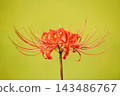Spider lilies along the Yakatsu River [Handa City, Aichi Prefecture] 143486767