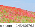Spider lilies along the Yakatsu River [Handa City, Aichi Prefecture] 143486768