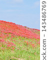 Spider lilies along the Yakatsu River [Handa City, Aichi Prefecture] 143486769