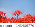 Spider lilies along the Yakatsu River [Handa City, Aichi Prefecture] 143486770
