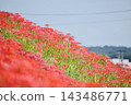 Spider lilies along the Yakatsu River [Handa City, Aichi Prefecture] 143486771