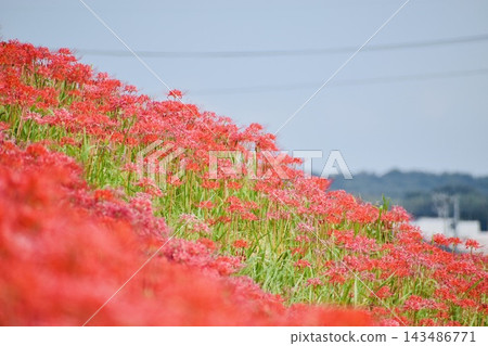 Spider lilies along the Yakatsu River [Handa City, Aichi Prefecture] 143486771