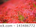 Spider lilies along the Yakatsu River [Handa City, Aichi Prefecture] 143486772