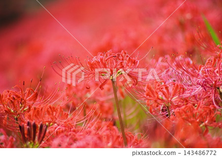 Spider lilies along the Yakatsu River [Handa City, Aichi Prefecture] 143486772