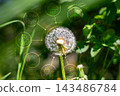 Climate and sustainability concept with dandelion in sunlight. 143486784