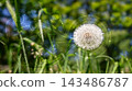 Dandelion with sustainability icons in green nature background. 143486787