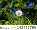 Dandelion with sustainability icons in green nature background. 143486790