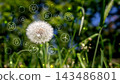 Climate and sustainability concept with dandelion in sunlight. 143486801