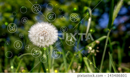 Climate and sustainability concept with dandelion in sunlight. Climate and sustainability concept with dandelion in sunlight. 143486801