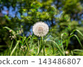 Climate and sustainability concept with dandelion in sunlight. 143486807