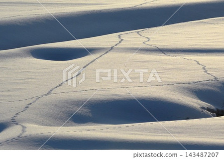 冬日雪景,雪地上留下了動物的腳印。 冬日雪景,雪地上留下了動物的腳印。 143487207