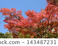 Bright red autumn leaves 143487231