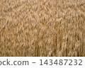 Wheat fields ready for harvest 143487232