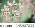 pretty flowers 143487233