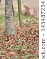 Carpet of fallen leaves 143487234