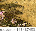 河裡鮮花盛開，魚兒遊來游去。 143487453